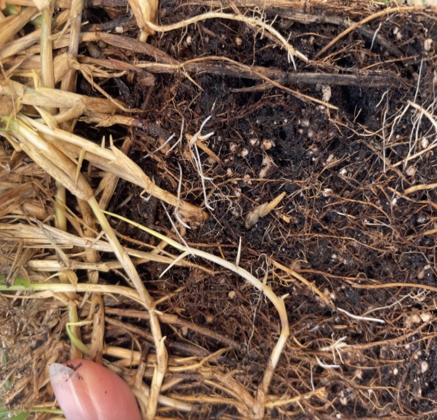 An individual examining the roote zone to identify healthy rhizmones.