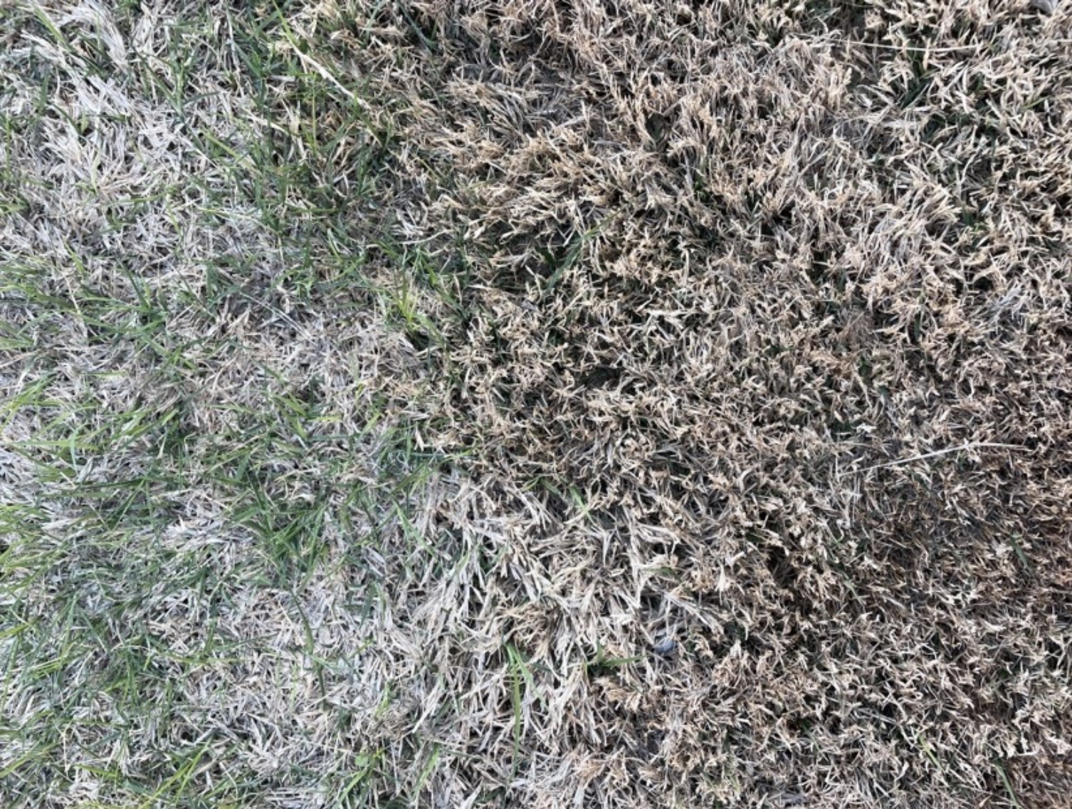A lawn of grass that has delayed in obtaining a green color.