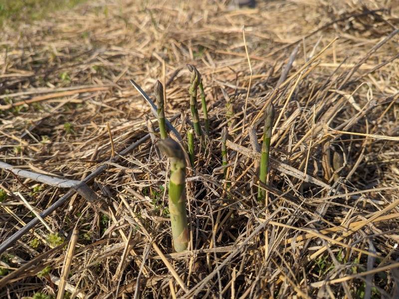 A small green sprout of asparagus emerges from the ground covered in brown, dry grass.