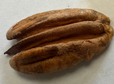 A single brown pecan with fuzz on parts of it.