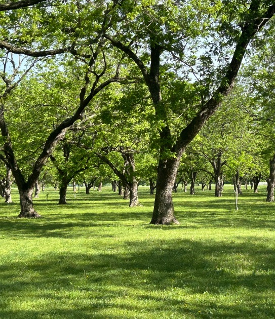 A pecan orchard.