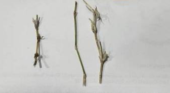 Three stalons sitting side by side on a white table.