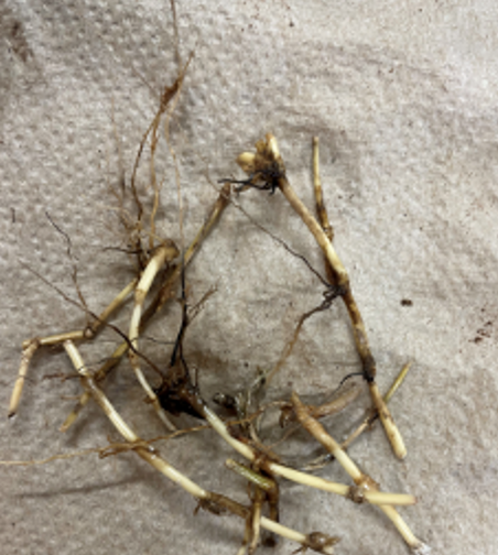 Clustered healthy internodes of rhizomes on a white cloth.