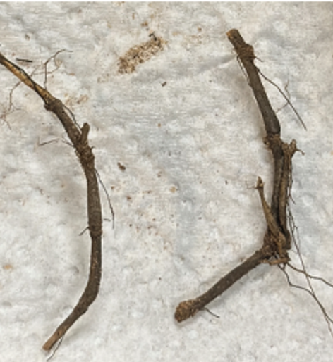 Two unhealthy internode rhizomes sitting on a white cloth.