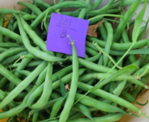 A purple sticky note with the numbers "303/8" on top of green snap beans.