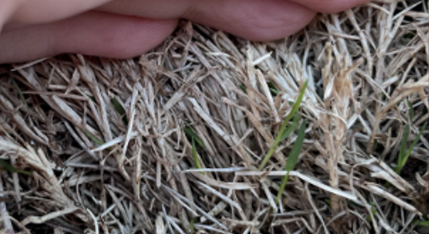 A person pushing back a stalon to inspect the roots.