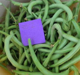 A purple sticky note saying "405-2", on top of green snap beans.