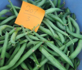 An orange sticky note on top with the numbers "207/3" written on it, as it sits on top of a blue bucket of snap beans.