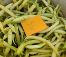 An orange sticky note with the number 407/4 on top of light green snap beans.