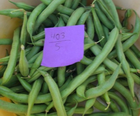 A purple sticky note with the numbers 403/5 on top of green snap beans.