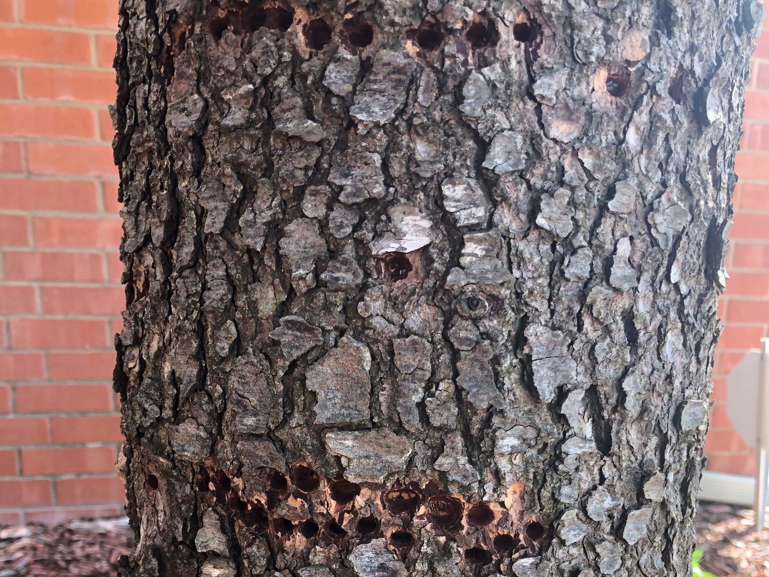 Small, circular holes in a horizontal line across the bark of a tree trunk.