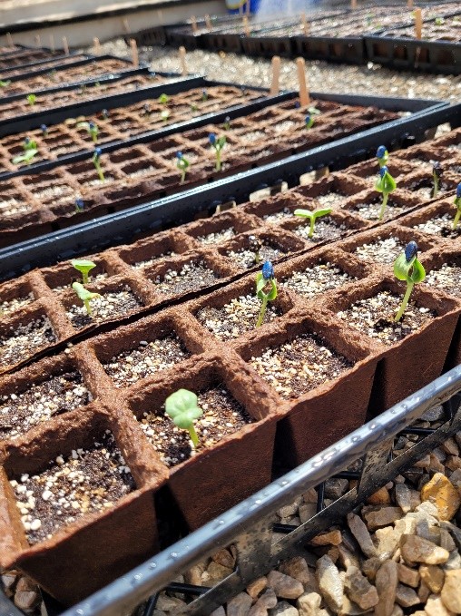 Tiny green watermelon plants sprouting from individual squares of divided plant trays.