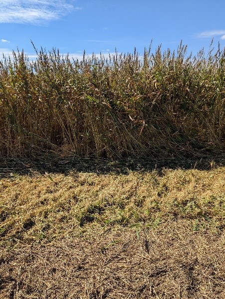 Sorghum Sudan grass is shredded mulch after using a flail mower.