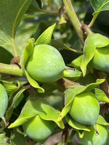 Green persimmons on a tree branch.