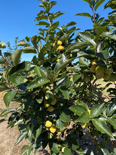 Persimmons on a tree starting to turn from green to yellow.