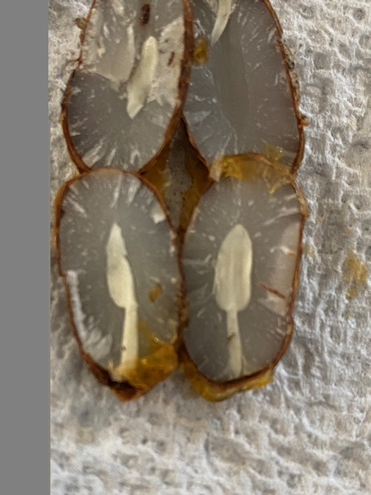 A persimmon cut in half showcasing a spoon shaped persimmon seed.