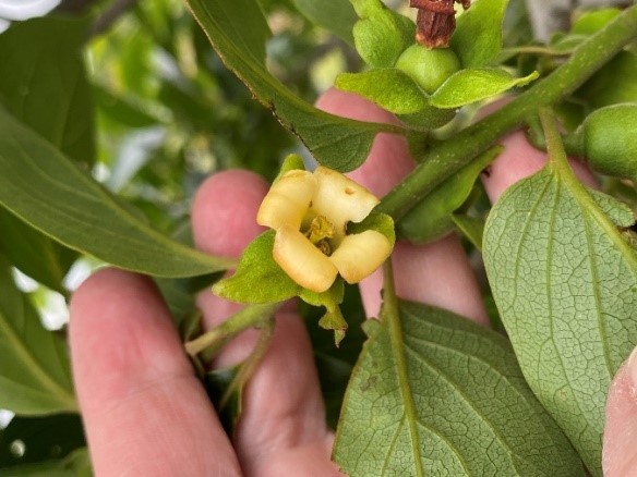A hand holding a persimmon blossom on a tree.