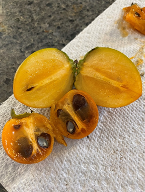 Ripe persimmons split down the middle to show the inside of the fruit.