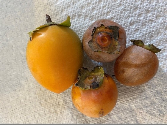 Ripe orange persimmons.