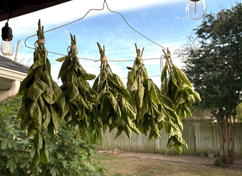 Five green basil hangs on a wire hanger in a backyard/