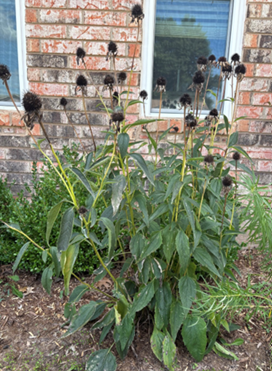 Green purple coneflower leaves sprouting from a small garden near a brickwall with a window.