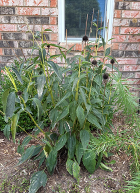 Green purple conflower leaves after pruning, in a garden next to a brickwall with a window.