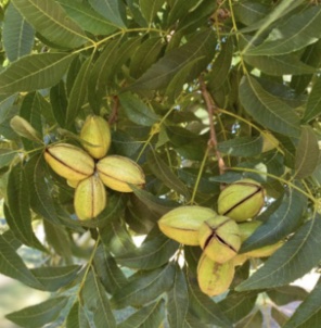 Two sets of unopened pecans in a tree.