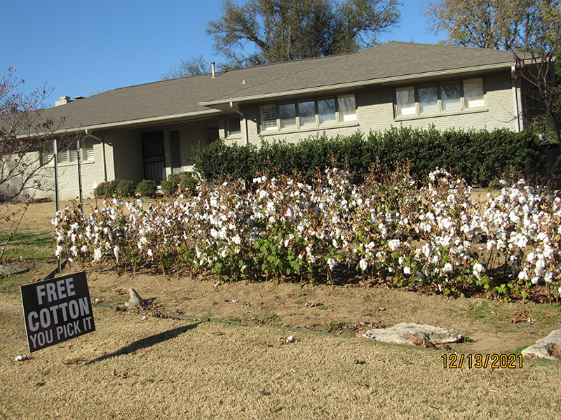 A small patch of cotton growing in the yard along the curb with a sign saying free cotton, you pick it.