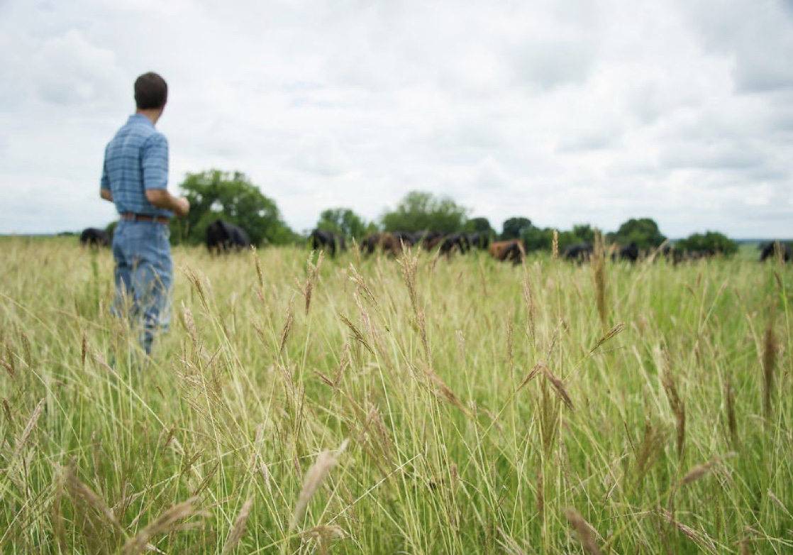 A man in a blue shirt standing in a field of grass.