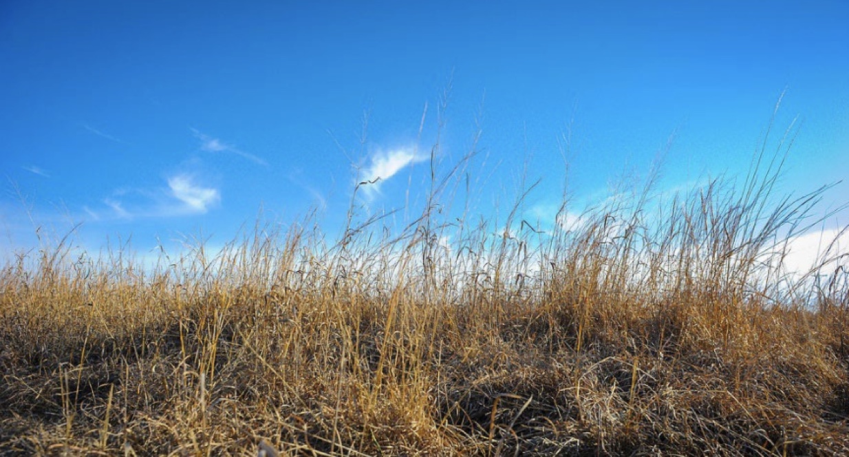 Native grass sitting in a field before a blue sky. 