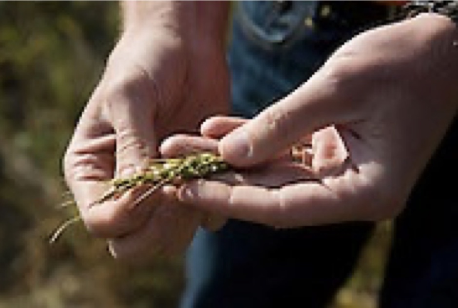 A person holding wheat in the palm of their hand.