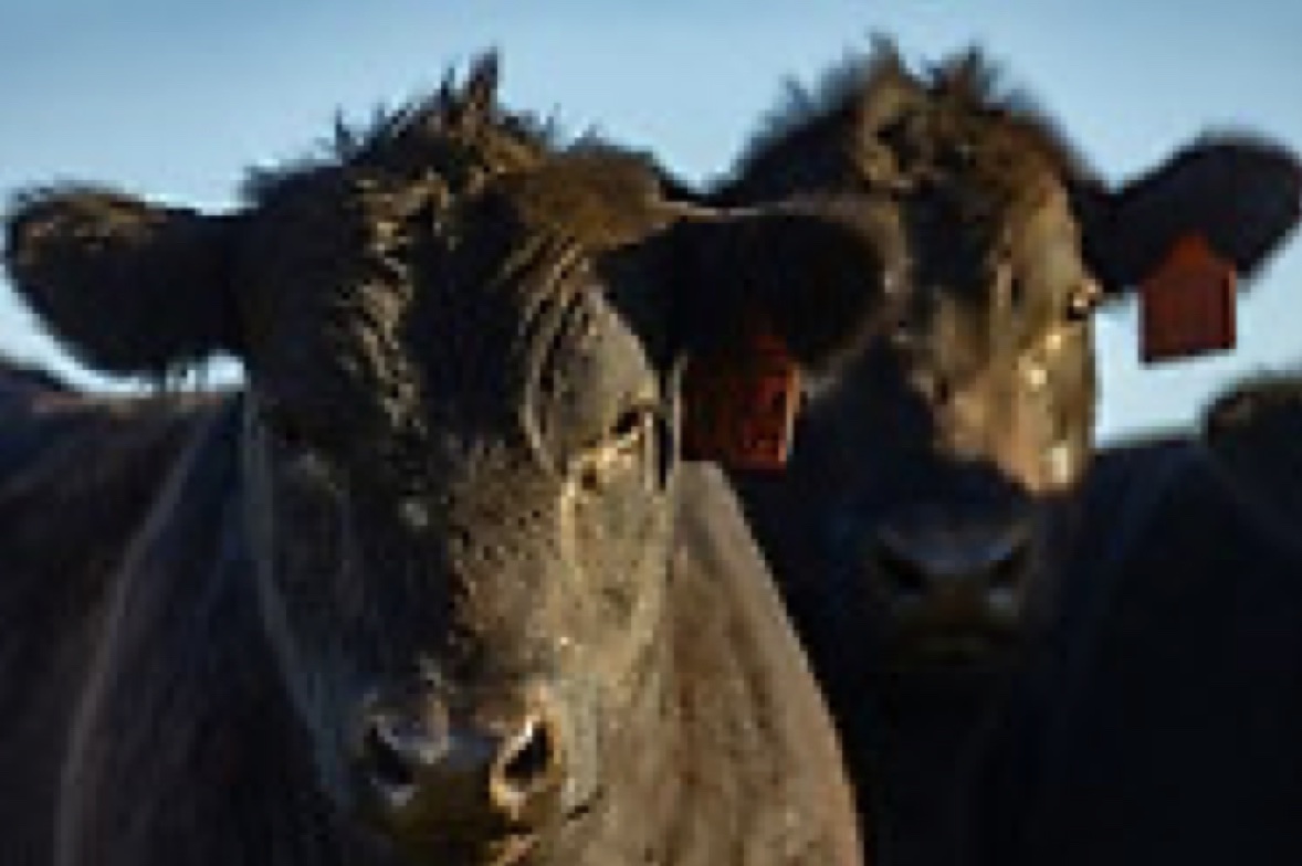 Two black cows facing the front of the camera. 