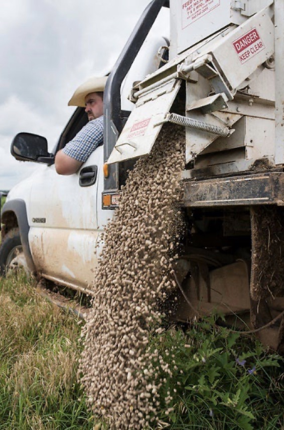 A man sitting in a white truck dumping out cattle feed onto the ground. 