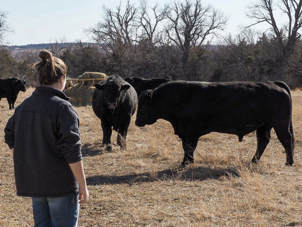 A person staring at three cows in a field while they eat the grass.