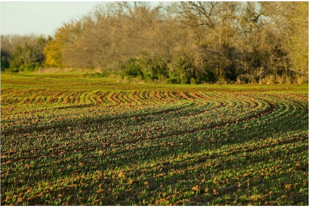 A giant field of wheat outside in the sun.