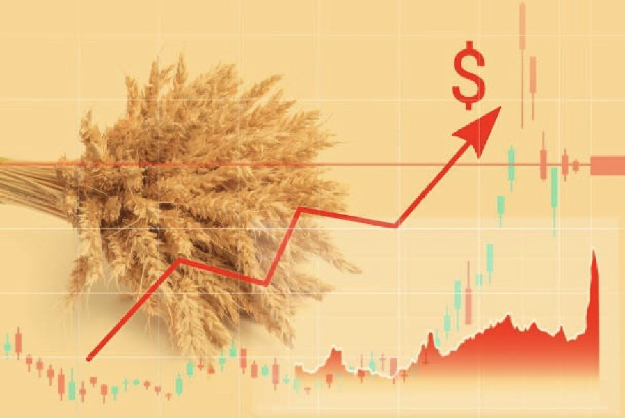 Representation of the production of wheat increasing.