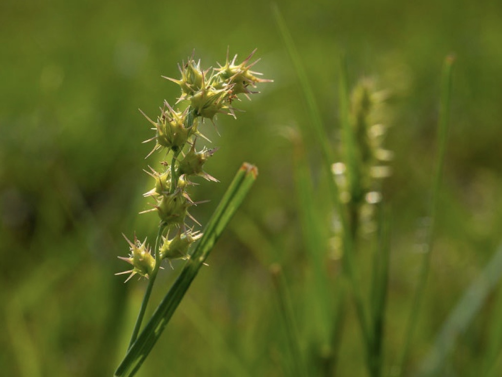 A close up of bermudagrass.