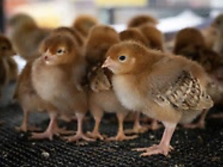 A small group of yellow chicks. 