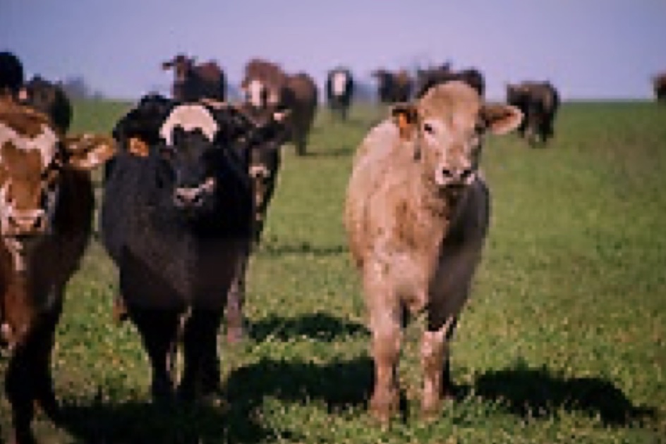 Three different colored cows facing the camera. 