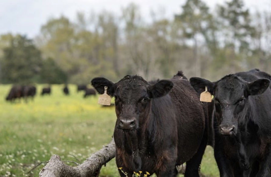 Two black cows standing next to one another. 