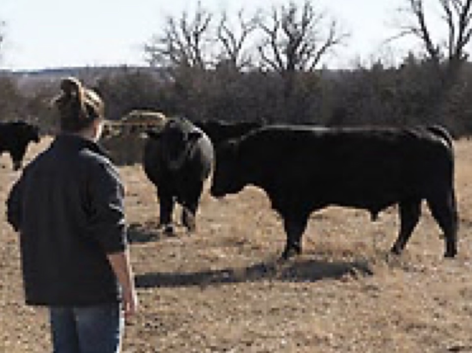 A woman navigating a small herd of black cows. 