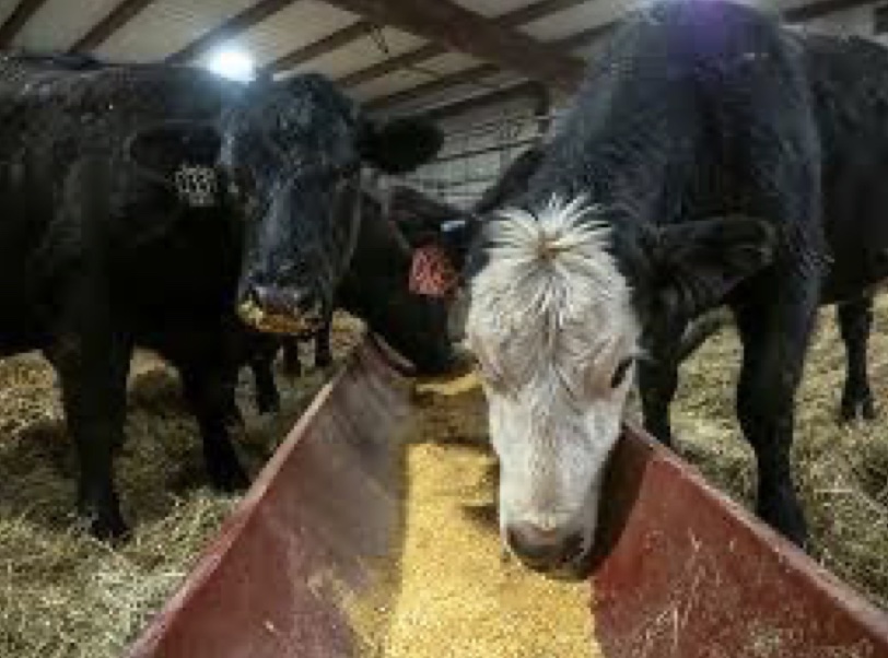 A group of cows eating grains. 