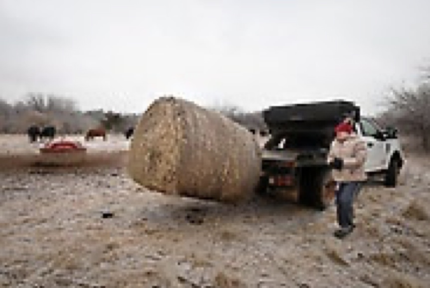 A barrel of hay getting dumped out of a truck. 