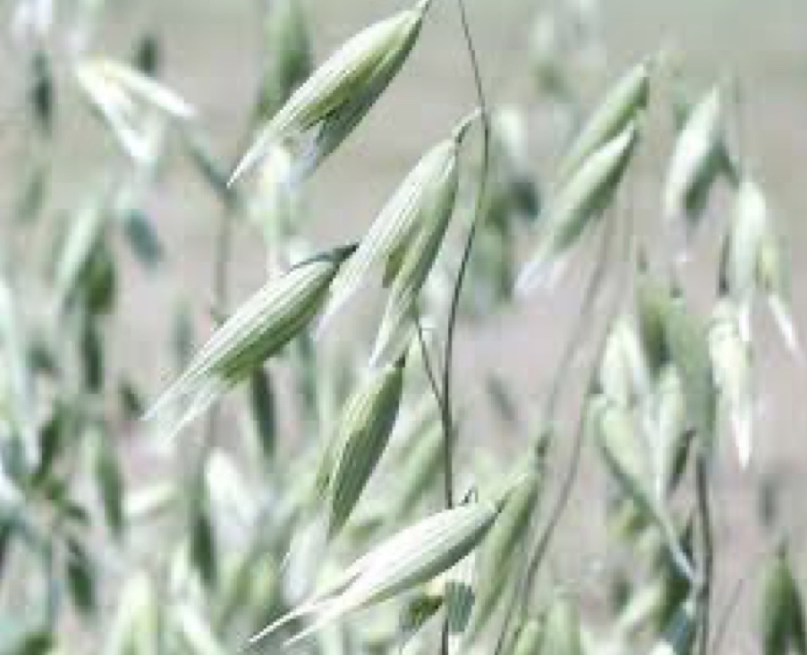 A close up image of oats (plant-type). 