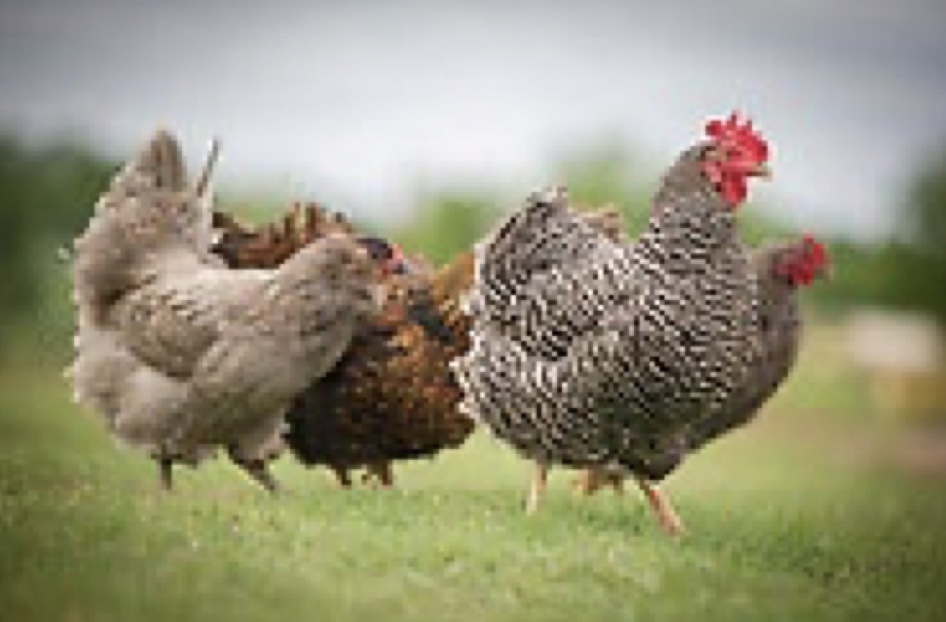 Four chickens standing side by side in grass. 