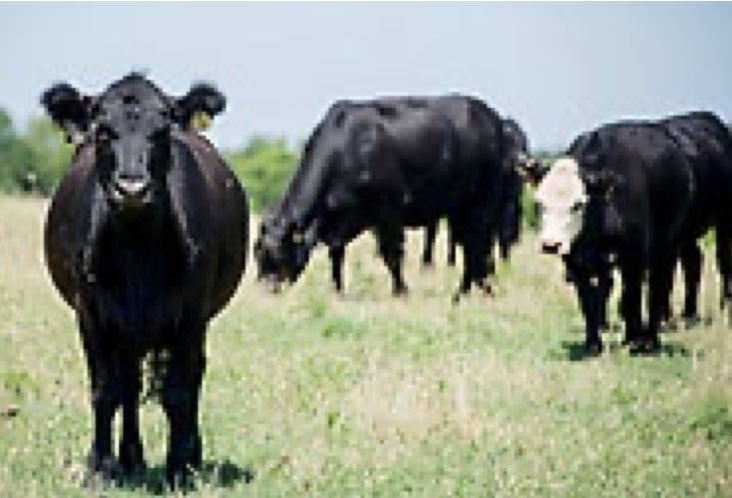 Three black cows standing next to one another in a field of green grass. 