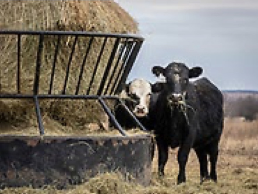 Two black cowns standing next to each other eating out of a barrel of hay. 