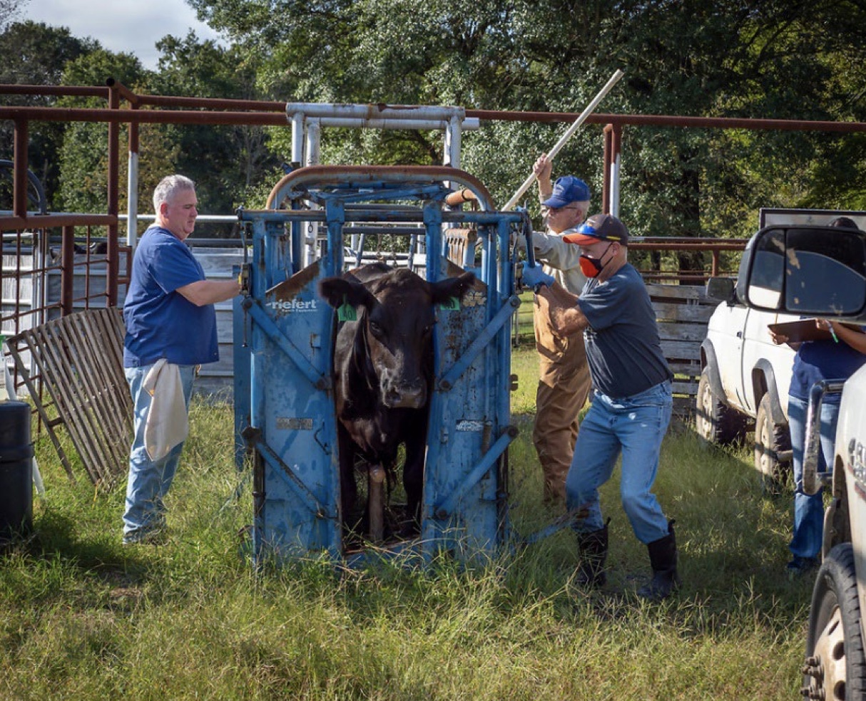 Four men holding a cow in the pin. 