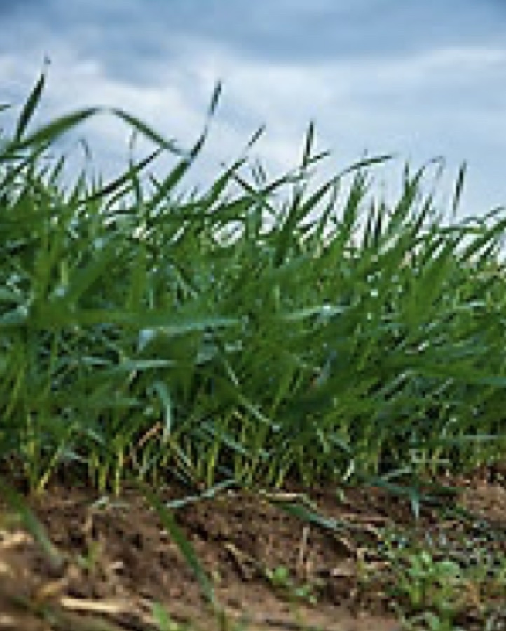 A close up of green grass in a field. 