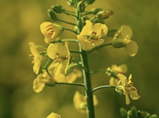 A close up shot of Canola wheat with a green stem. 